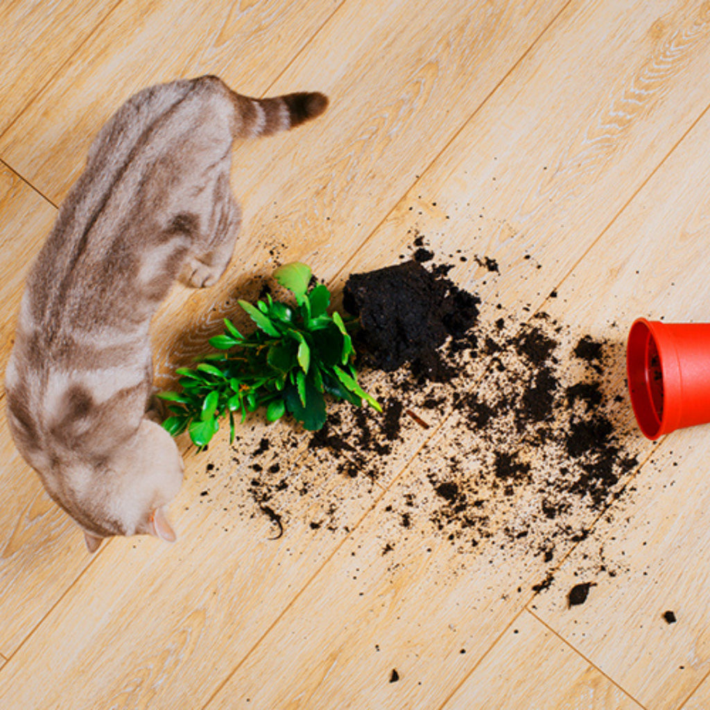 Why Does My Cat Knock Stuff Over?